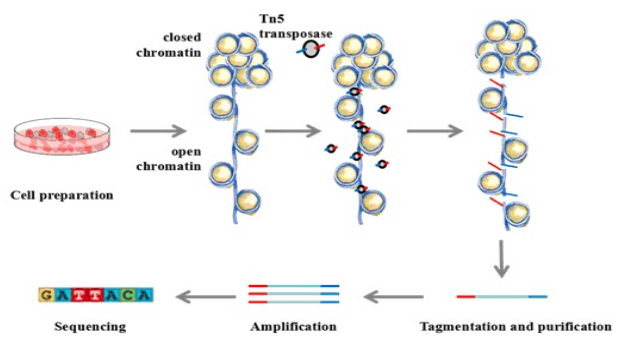 ATACseq