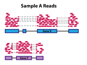 Gene length