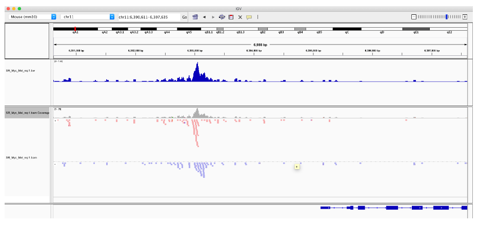 SR_Myc_Mel_rep1_weighted.bw